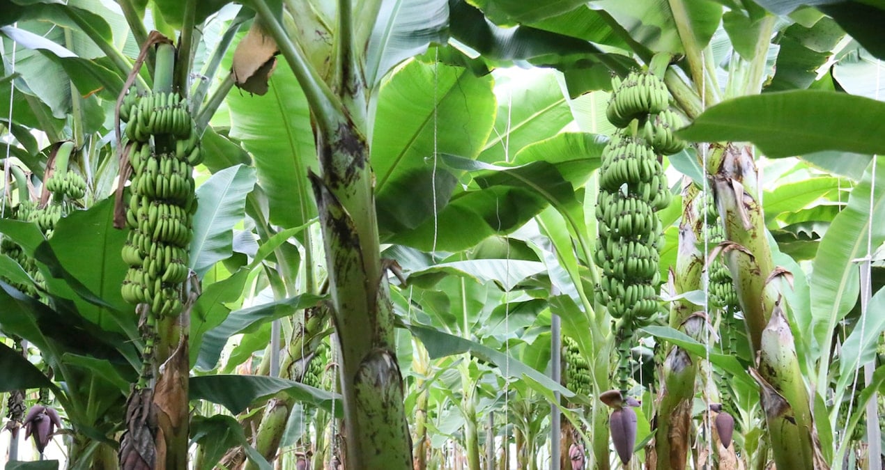 12 ay hasat edilebiliyor, Antalya’da üretim 4 katına çıktı: Dolarla satılıyor!