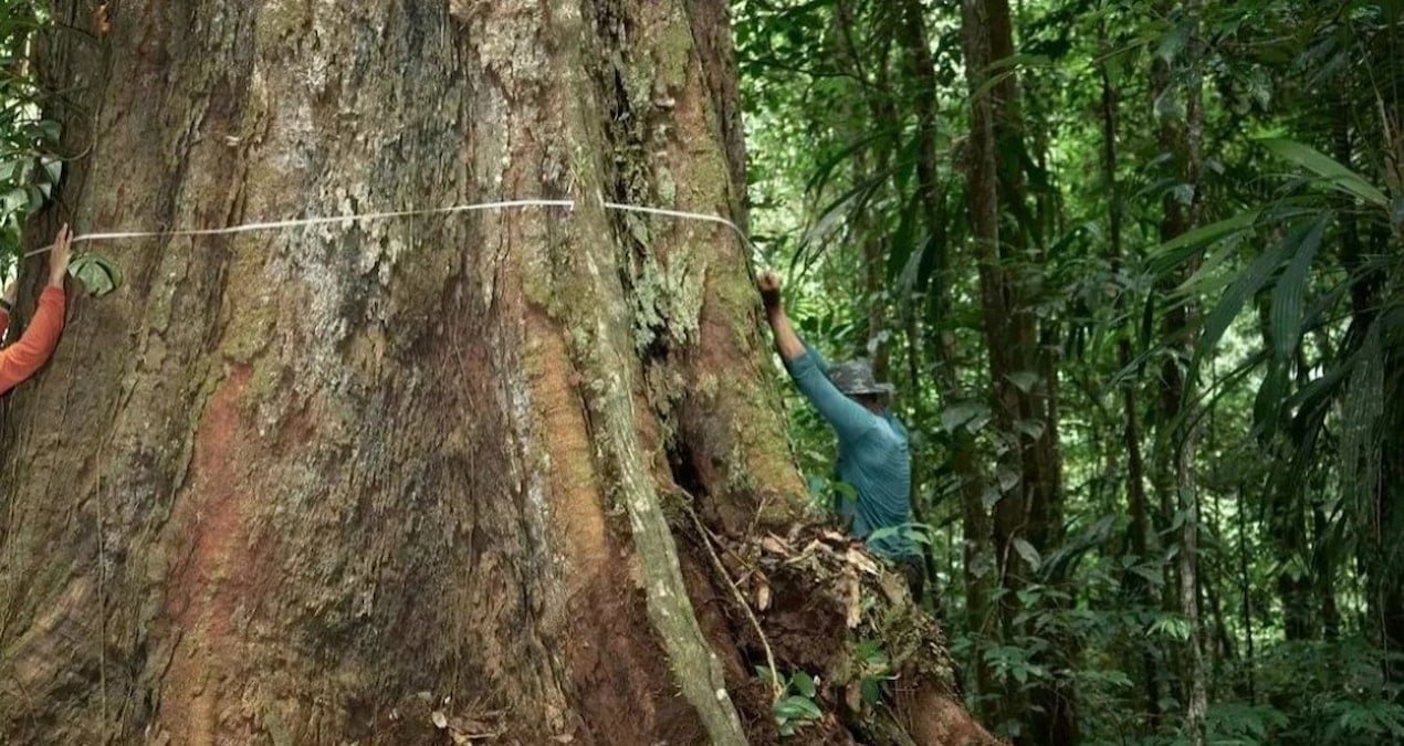 Değişen havalar dengeyi bozdu: Dev gibi oldular, büyümesi durmuyor