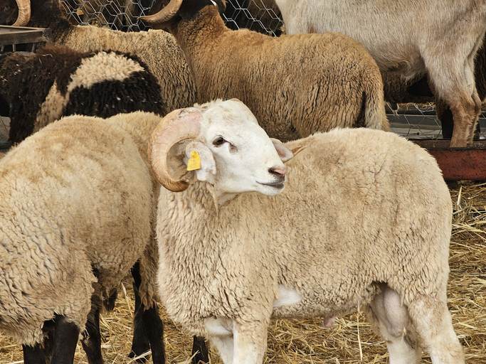 2026 Kurban Bayramı ne zaman, kaç gün tatil olacak, 9 gün mü? Kurban Bayramı başlangıç ve bitiş tarihi 2026! 2026 kurban bayrami ne zaman kac gun tatil olacak 9 gun mu kurban bayrami baslangic ve bitis tarihi 2026 GCrgluxG.jpg
