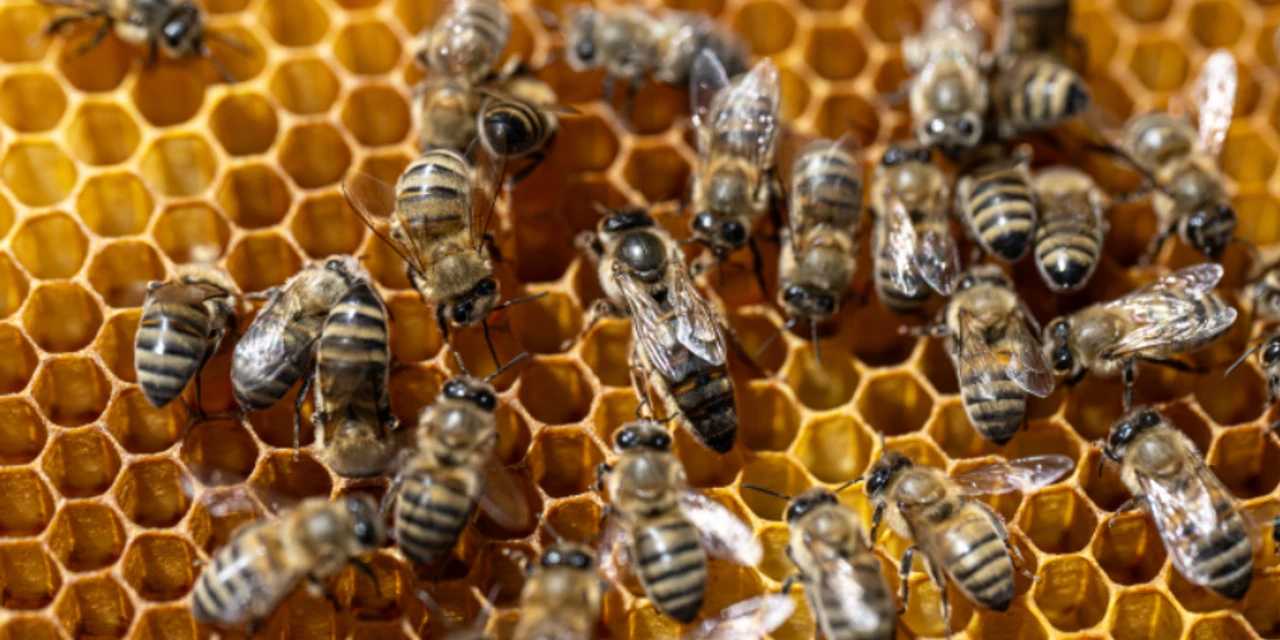 Yarım milyon arı telef oldu