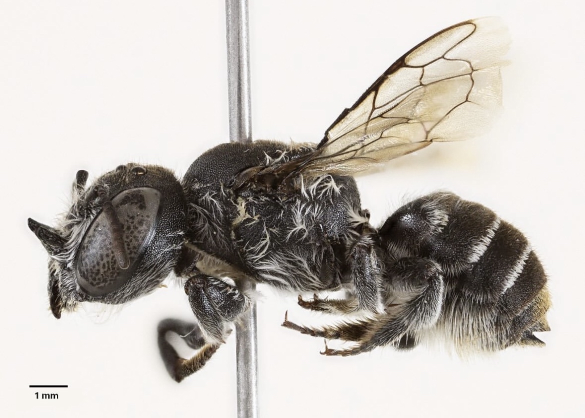 Doğanın şeytanı: “Boynuzlu Lucifer” arısı keşfedildi