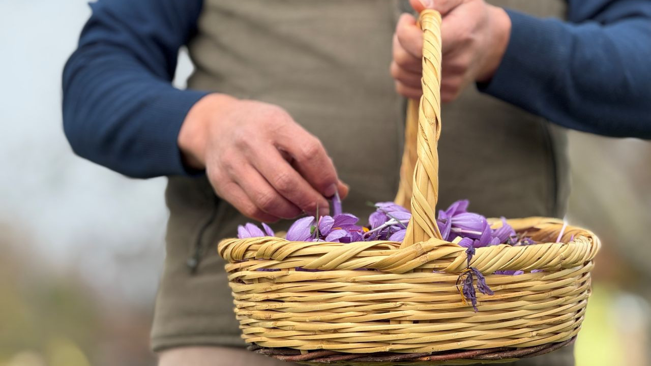 Dünyanın en pahalı baharatında hasat süresi uzadı: Kilosu 600 bin TL