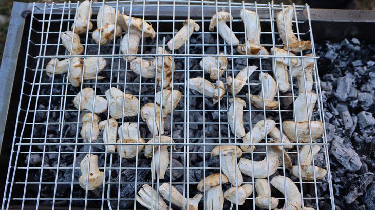 kilosu etle yarisiyor japonlarin gozdesi sedir mantari cikti ifJ9F4Rj.jpg