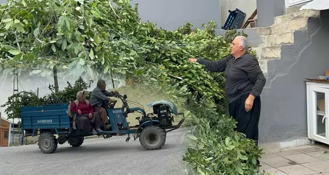 On binlerce köylü, toplayıp 11 liraya fabrikaya satıyor: Yeni kazanç kapısı oldu