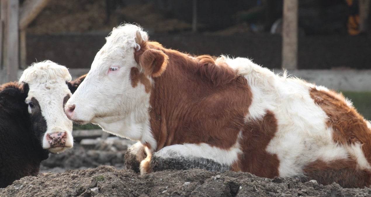 sap hastaligi bitti mi bakanliktan aciklama geldi DtHwOWXh.jpg