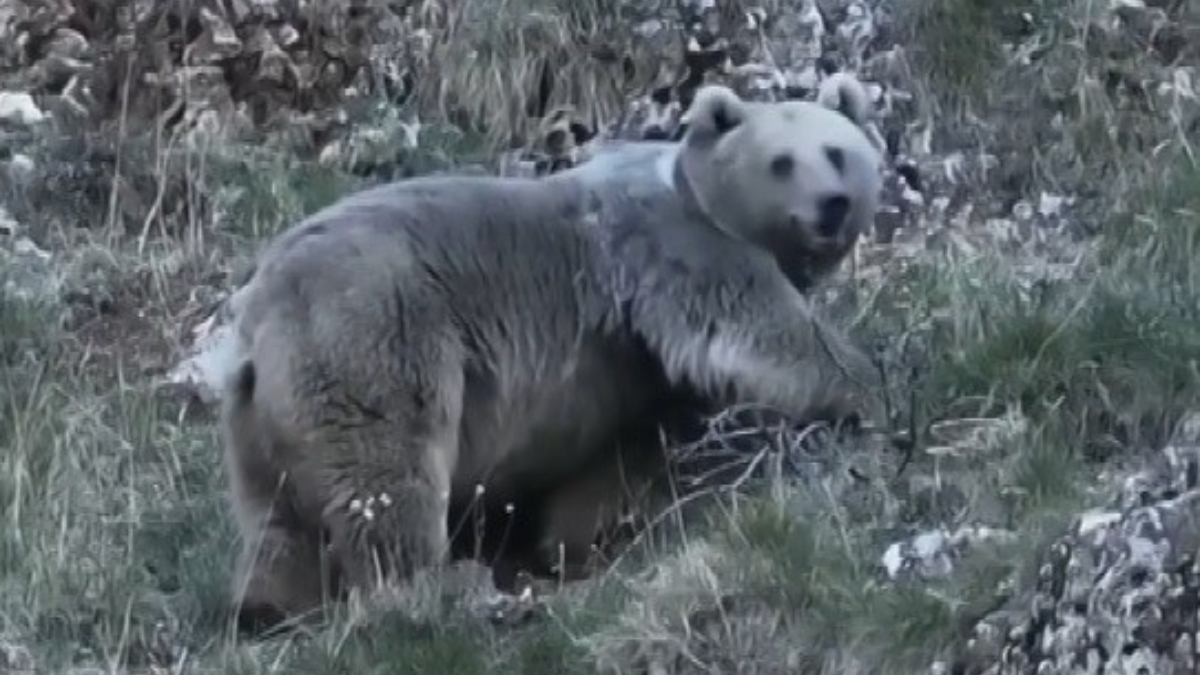 Erzincan’da kış uykusuna hazırlanan ayılar