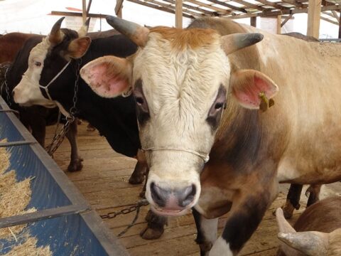 Uzmanından ’Deli dana’ uyarısı