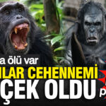 maymunlar-cehennemi-gercek-oldu-ugandada-eski-dostlar-birbirini-parcaliyor-onlarca-olu-var-Q9BgGIpL