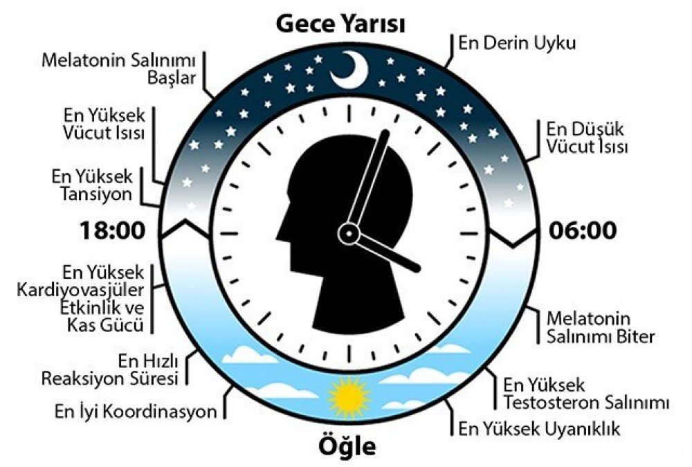 Sirkadiyen Ritim ve Biyolojik Saat: Dengeyi Sağlamanın Yolları
